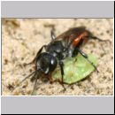 Astata boops - Wanzengrabwespe 20b beim Nesteintrag.jpg